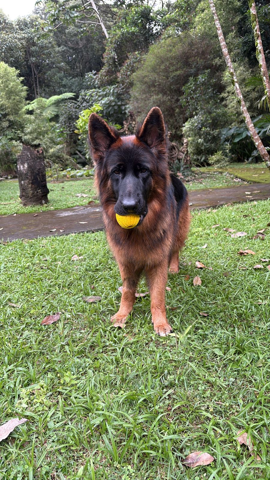 Nayla com sua bolinha amarela no jardim