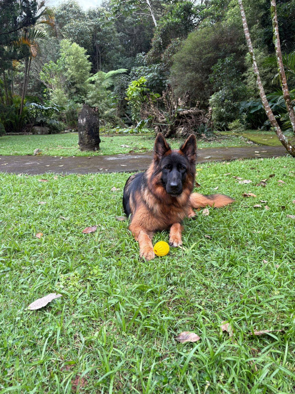 Nayla relaxando no gramado