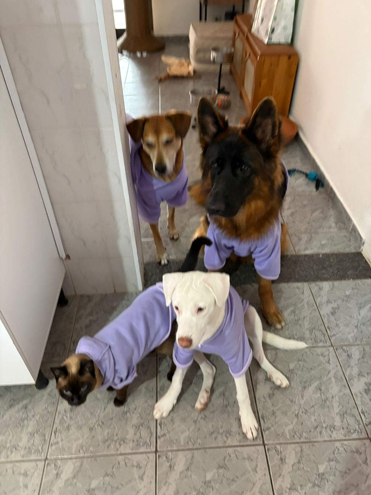 Nayla com os irmãos pets de pijama